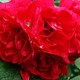 Роза 'Хоуп Фо Хьюманити' (парковая)(красная)