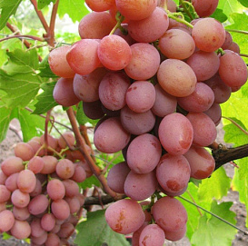 Виноград 'Хамелеон'