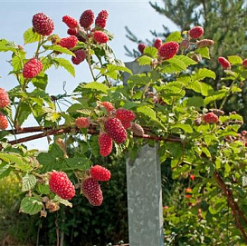 Малина красная /малиновое дерево/ 'Сказка'