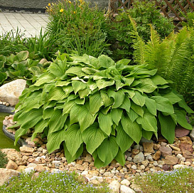 Хоста подорожниковая