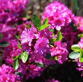 Рододендрон японский (азалия) 'Фумико' (розовый)