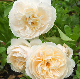 Роза 'Личфилд Энжел' (парковая) (кремово - белая)