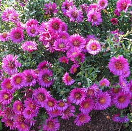 Астра кустовая 'Пинк Бьюти'