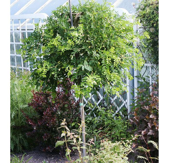 Акация древовидная 'Пендула'