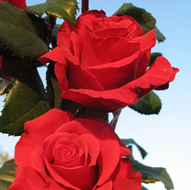 Роза 'Красная Москва' (чайно-гибридная) (красная)