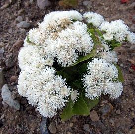 Агератум Хоустона 'Алоха Уайт' (белый)
