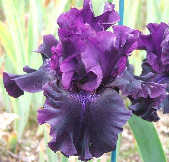 Ирис германский (бородатый) 'Суперстишн' 