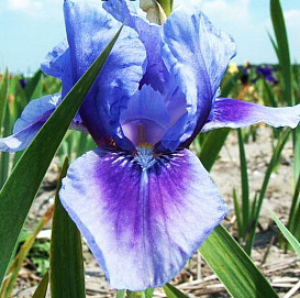 Ирис германский (бородатый) 'Бедтайм Стори'