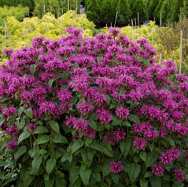 Монадра двойчатая (гибридная) 'Пинк Лейс'