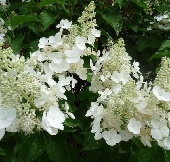 Гортензия метельчатая 'Уайт Леди'