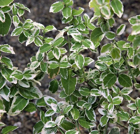 Бересклет Форчуна 'Арлекин'