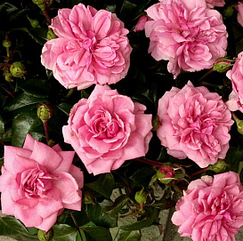 Роза 'Берлебург' (флорибунда) (розовая)