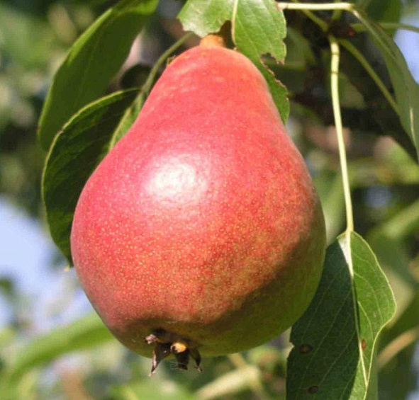 Груша 'Шедевр Анны'