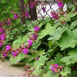 Герань далматская