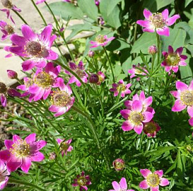 Анемона многонадрезная Анабелла Дип Роус