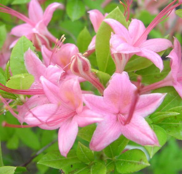 Рододендрон желтый (азалия) 'Пенсильвания' (светло-розовый)