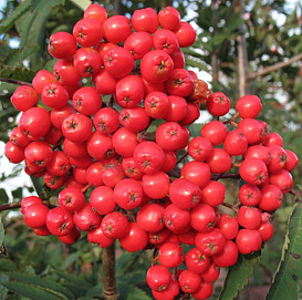 Рябина плодовая