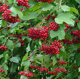 Калина обыкновенная 'Компактум'