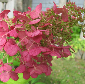 Гортензия метельчатая 'Вимс Ред'