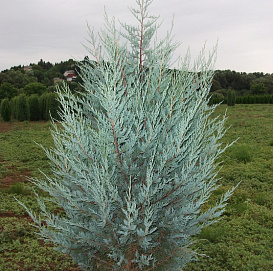 Можжевельник скальный 'Мунлайт'