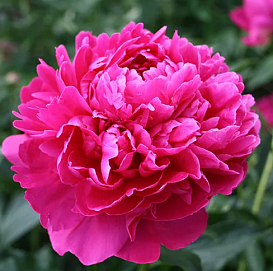 Пион молочноцветковый 'Феликс Суприм' (темно-розовый)