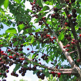 Вишня Древо-сад (Ивановка-Сюрприз)