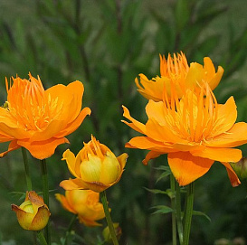 Купальница троллиус 'Золотая королева' (золотисто-оранжевая)