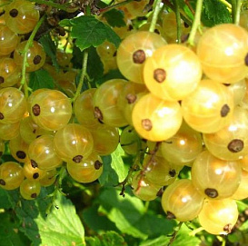 Смородина белая 'Голландская белая'