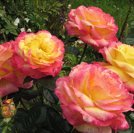 Роза 'Ориентал Пиас' (чайно-гибридная) (розово-желтая)