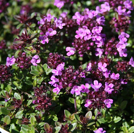 Тимьян ранний 'Кокцинеус'