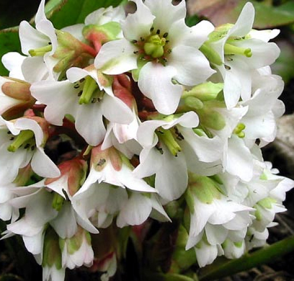 Бадан сердцелистный 'Брессингем Вайт'