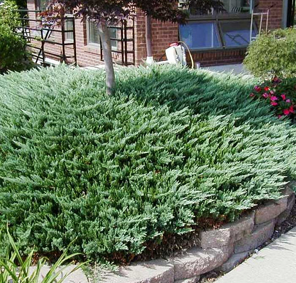 Можжевельник горизонтальный 'Блу Чип'