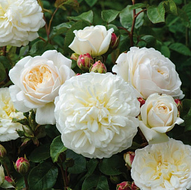 Роза 'Транквилити' (парковая) (белая)