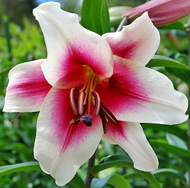 Лилия 'Гарден Плеже' (бело - розовая)