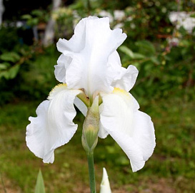 Ирис бородатый 'Нью Сноу'