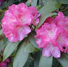 Рододендрон якушиманский 'Анушка' (лилово-розовый)