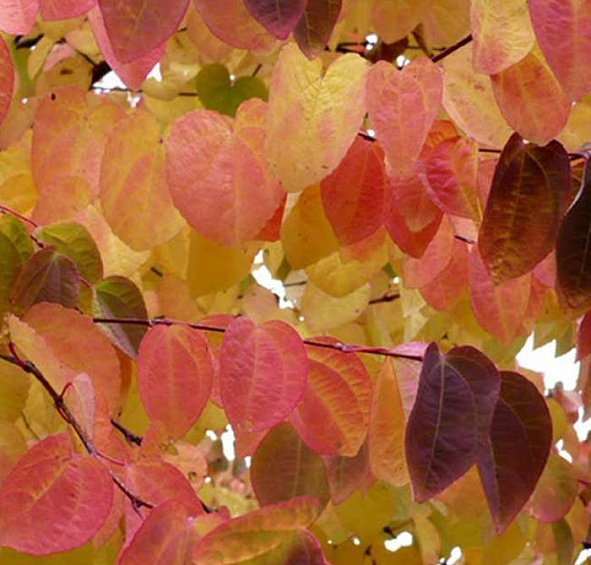 Багряник японский