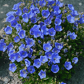 Колокольчик карпатский синий