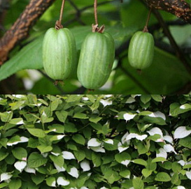 Актинидия Коломикта 'Сорока'