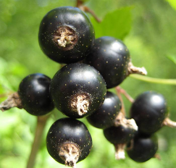 Смородина черная 'Загадка'