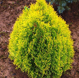 Туя западная 'Филипс Мэджик Момент'