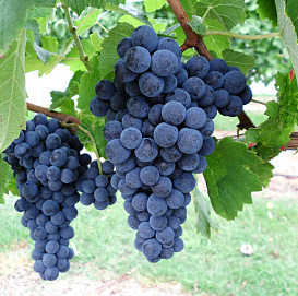 Виноград 'Саперави северный'