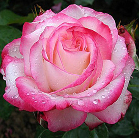 Роза 'Ламинуэтте'  (флорибунда) (розово - белая)