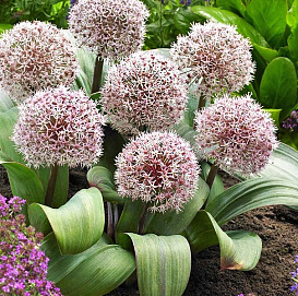 Лук каратавский (карат)