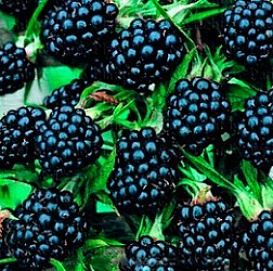 Ежевика 'Торнлесс Эвергрин'