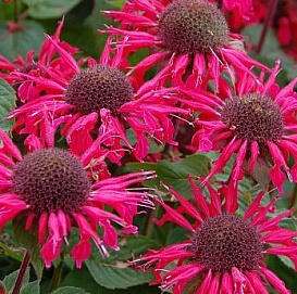 Монарда двойчатая (гибридная) 'Би-Хэппи'