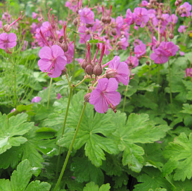 Герань крупнокорневищная