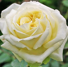 Роза 'Эльф' (плетистая) (кремово - желтая)