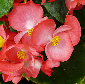 Бегония вечноцветущая