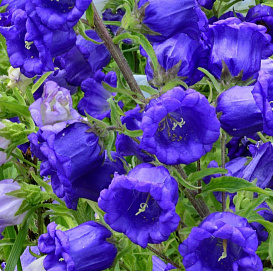 Колокольчик средний (темно-синий)